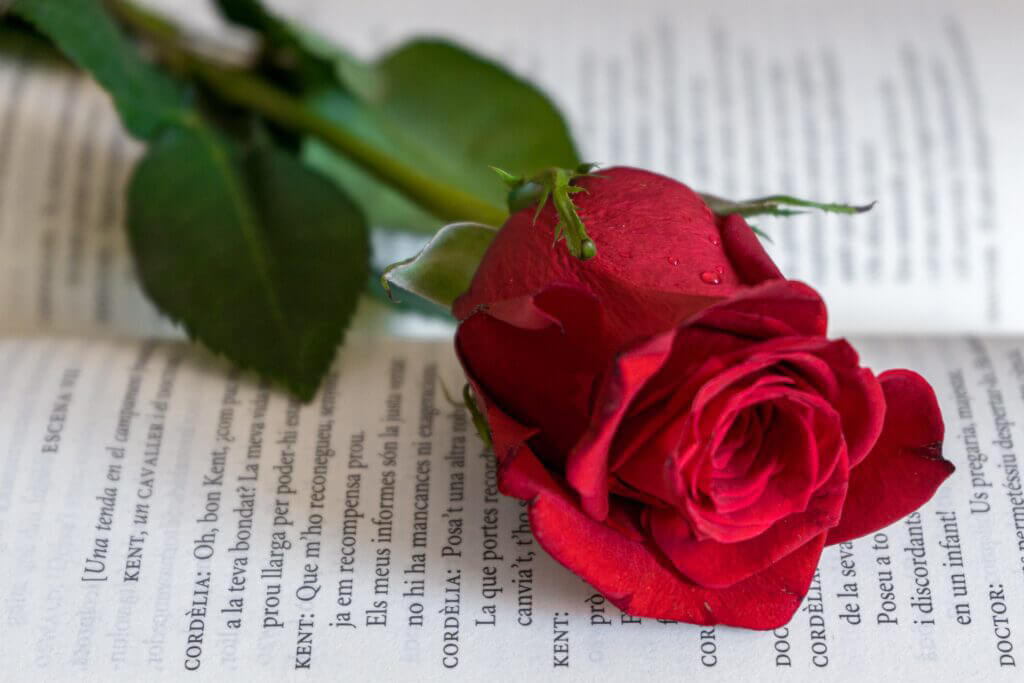Sant Jordi roses HUGC