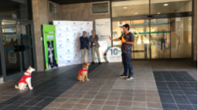 Huellas ysonrisas_quironsaludmalaga_juegoperros