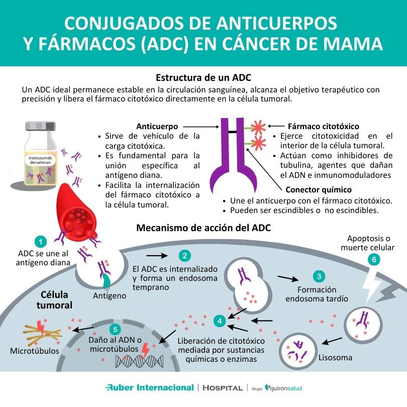 Tratamiento del cancer de mama conjugados anticuerpos fármacos ADC