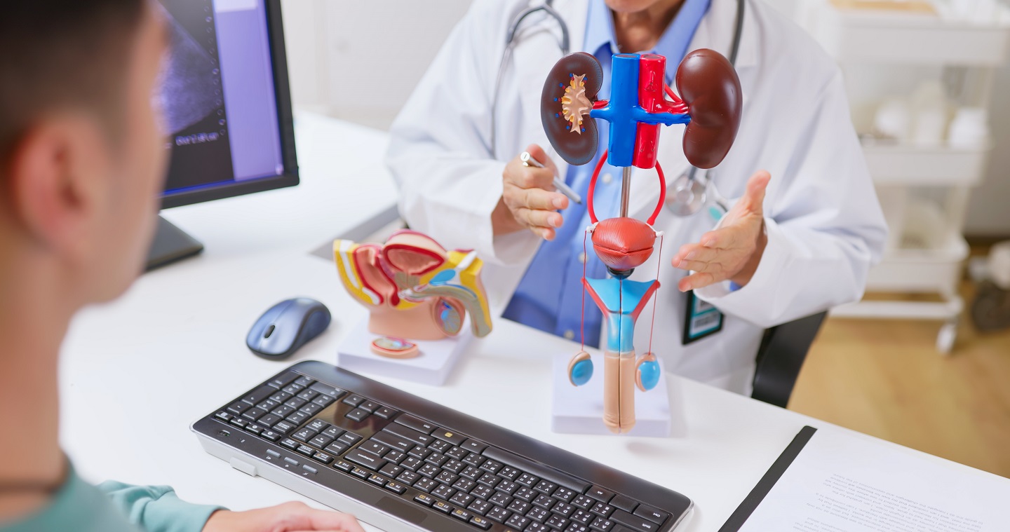 doctor muestra en consulta el funcionamiento del aparato urinario masculino