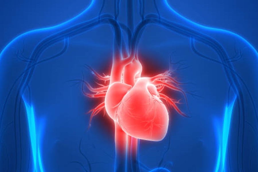 pautas-cuidar-corazon-habitos-sencillos-proteger-salud-cardiovascular