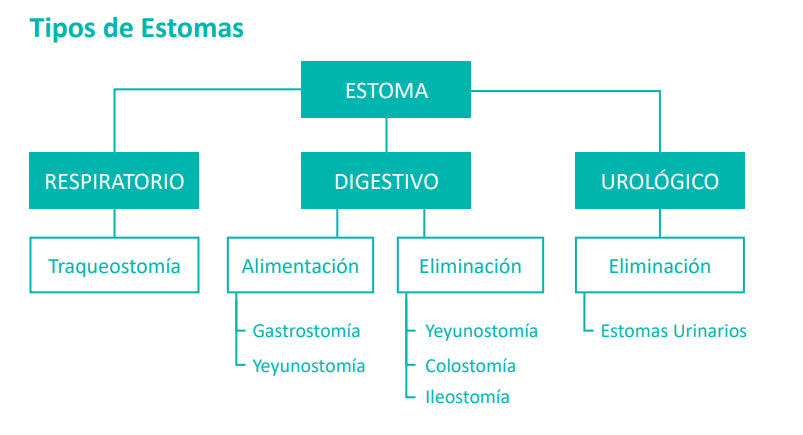 tipos de estoma