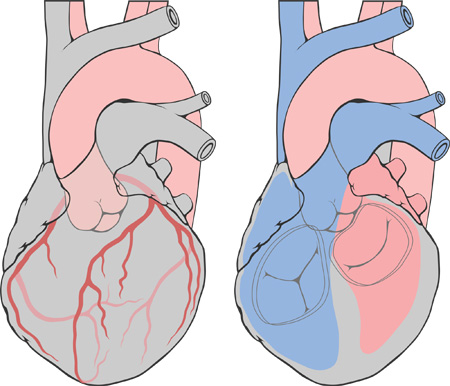 dibujos-venas-coronarias-y-flujos-de-sangre