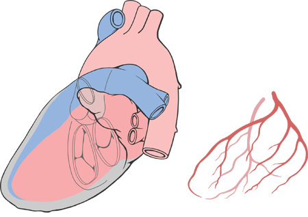 dibujo-lateral-venas-coronarias-y-flujos-de-sangre
