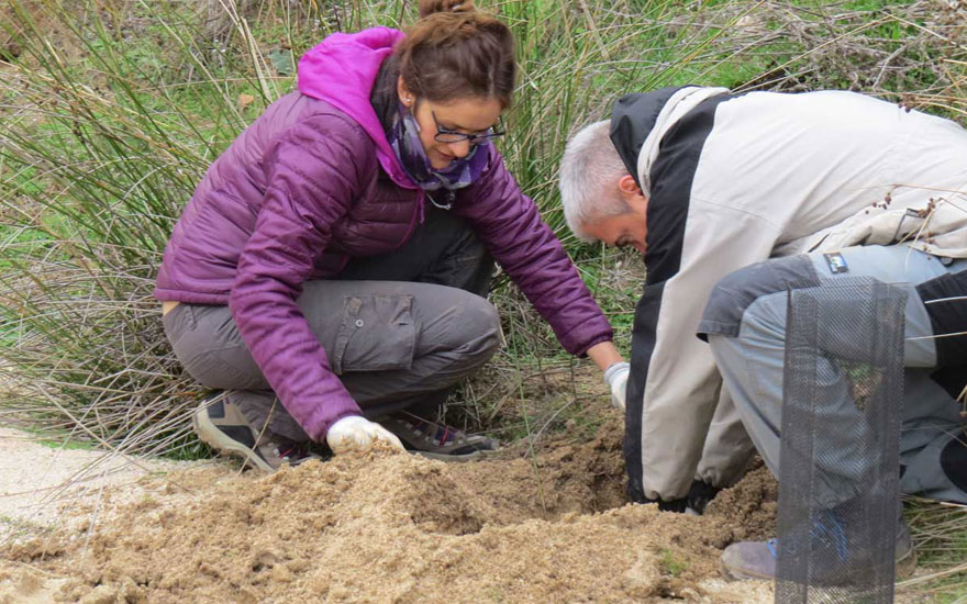 reforestacion_web