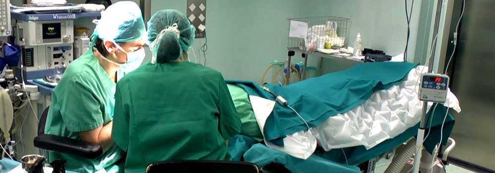 trasplante_pelo_intervencion