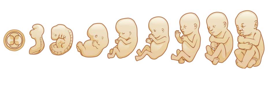 evolucion_feto