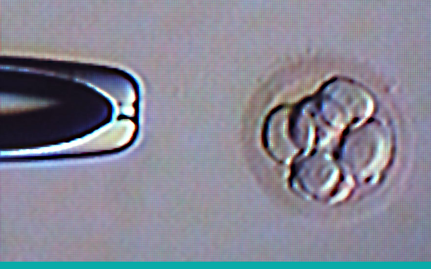 reproduccion_asistida