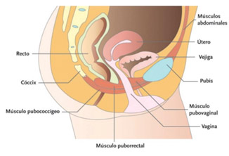 suelo_pelvico2