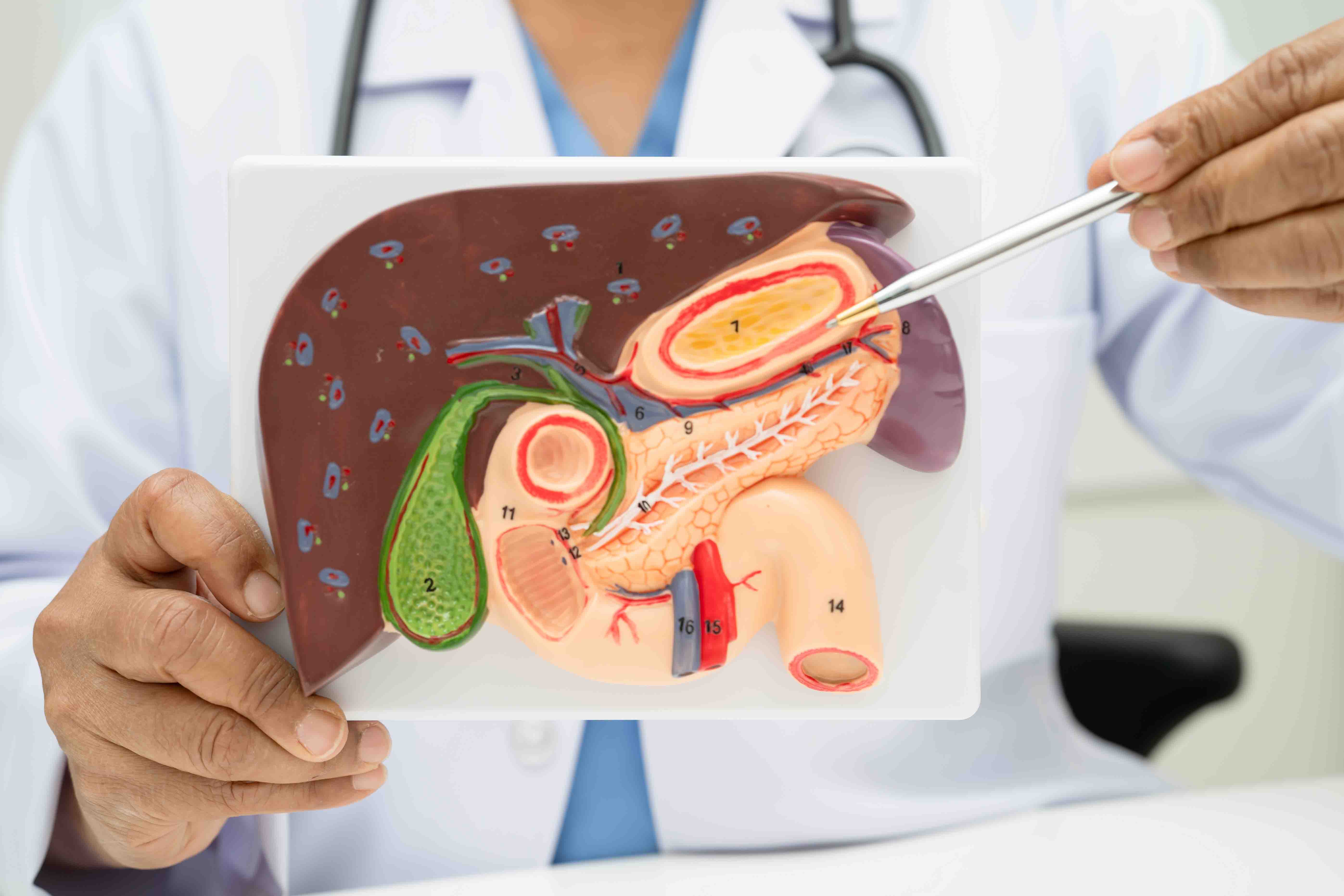 doctor-explains-liver-anatomy-model-in-exam-room-2026-03-27-00-40-57-utc