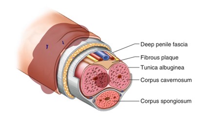 Ingeniería tisular del pene