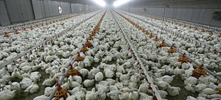 Suplementos vitamínicos_2