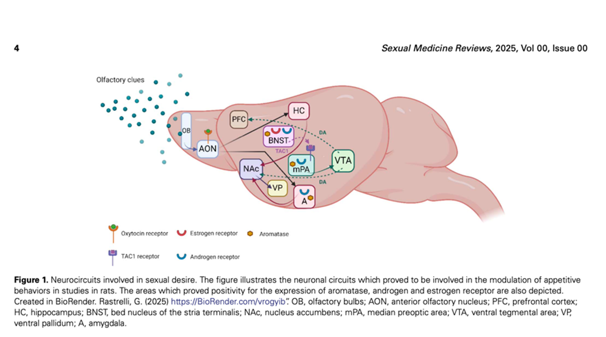 Deseo sexual masculino