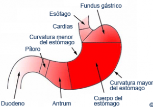 Figura-1-300x210