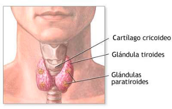 PARATIROIDEAS