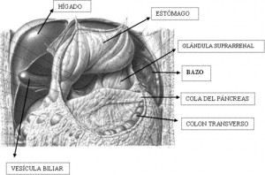 ESPLENECTOMÍA-300x198