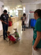 terapia perruna 10