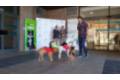 huellasysonrisas_quironsaludmalaga_perros_