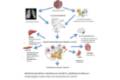 INFOGRAFÍA MEDICINA FUNCIONAL QUIRÓNSALUD MÁLAGA. FISIOPATOLOGÍA Y CUADROS CLÍNICOS DE LA INFECCIÓN POR COVID-19