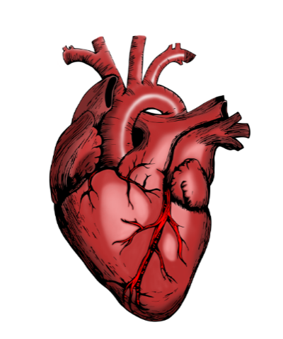 heart-g364a17be5_1920