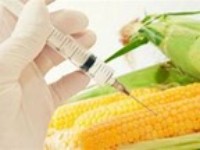 alimentotransgenico