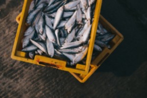 Pescado azul