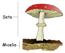 Hongos comestibles