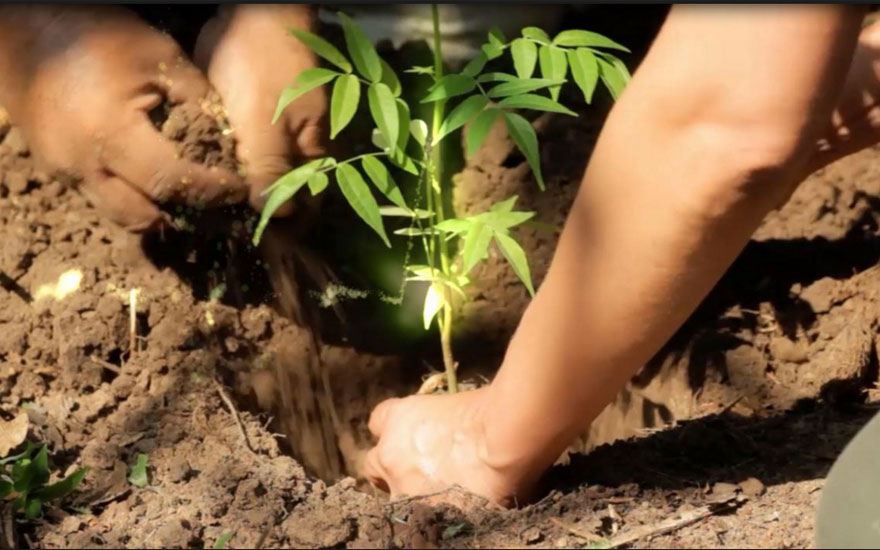 reforestacion
