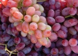 Uvas