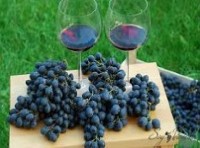 El vino