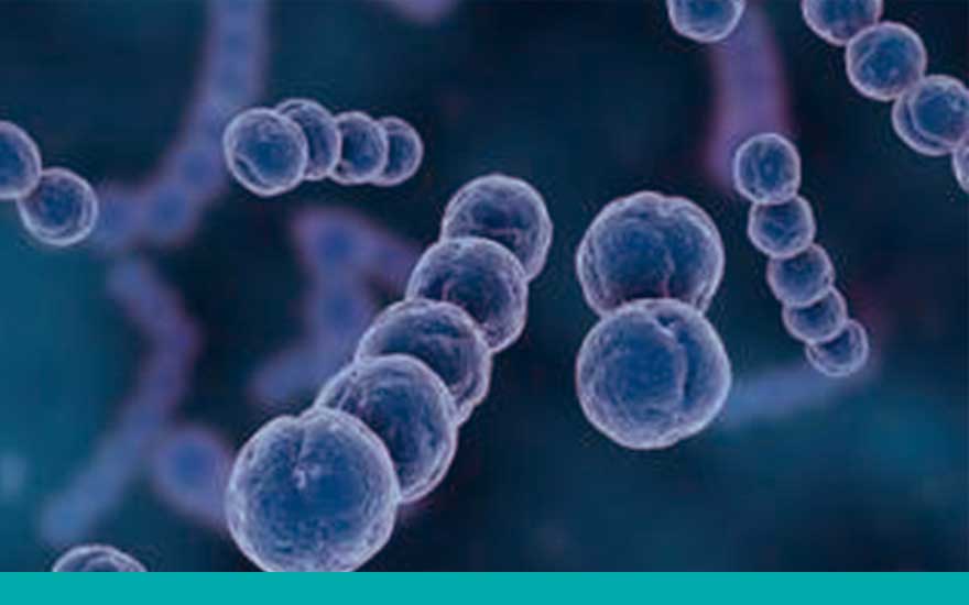 citomegalovirus