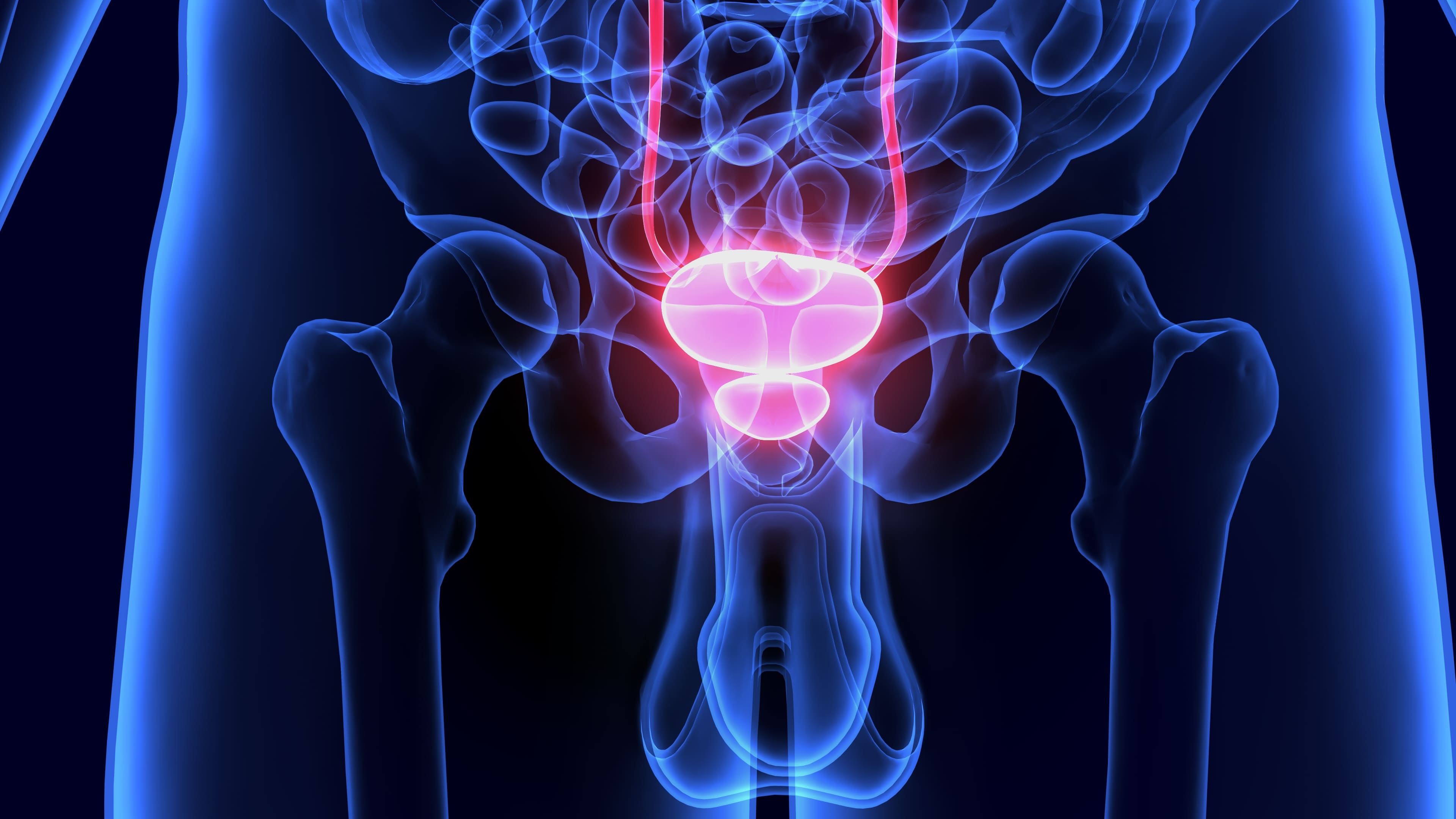 Prostata