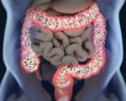 microbiota intestinal3