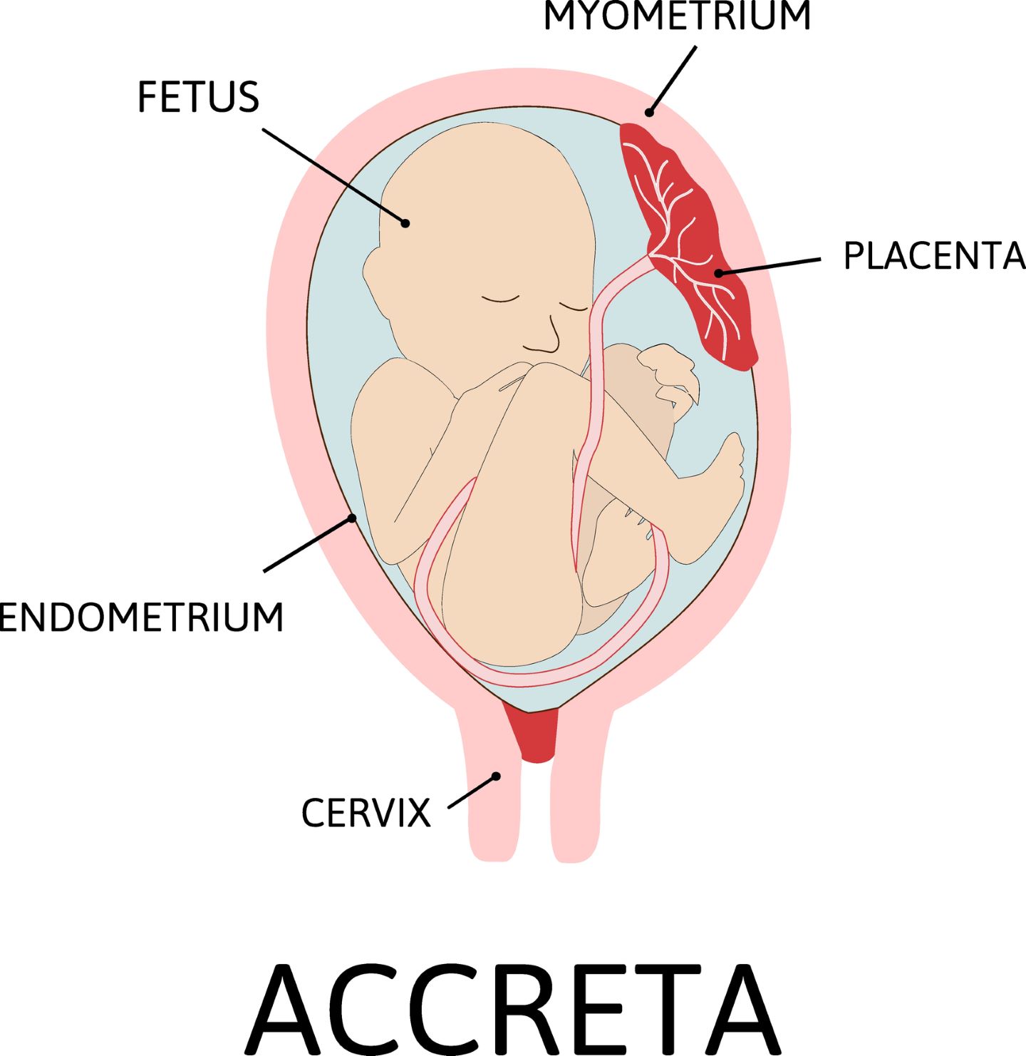 Placenta