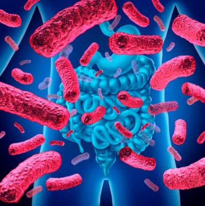 microbiota intestinal