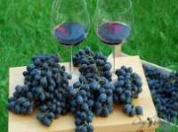 El vino