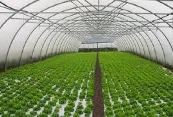 Alimentos de temporada