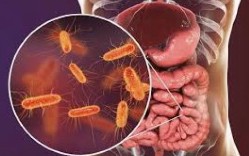 Microbiota, microbioma y alimentación