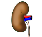 Insuficiencia renal