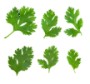 cilantro