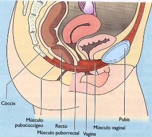 suelo_pelvico